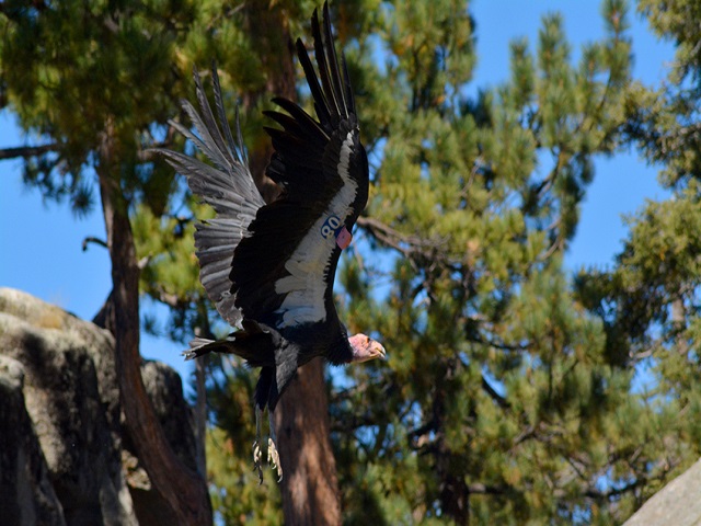 Condor, Parque Nacional San Pedro Mártir