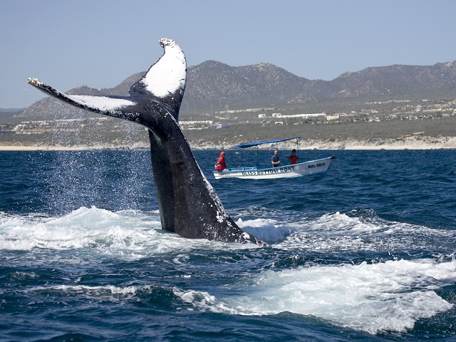 Ballenas en Guerrero Negro, Baja California Sur