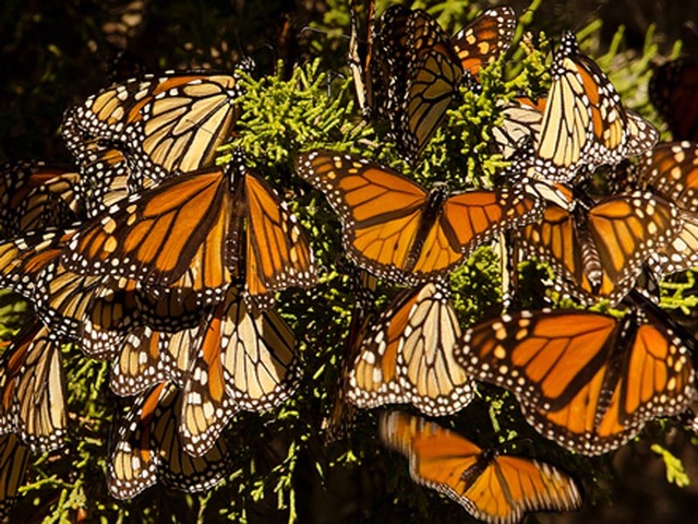 mariposa monarca puebleandoando.com
